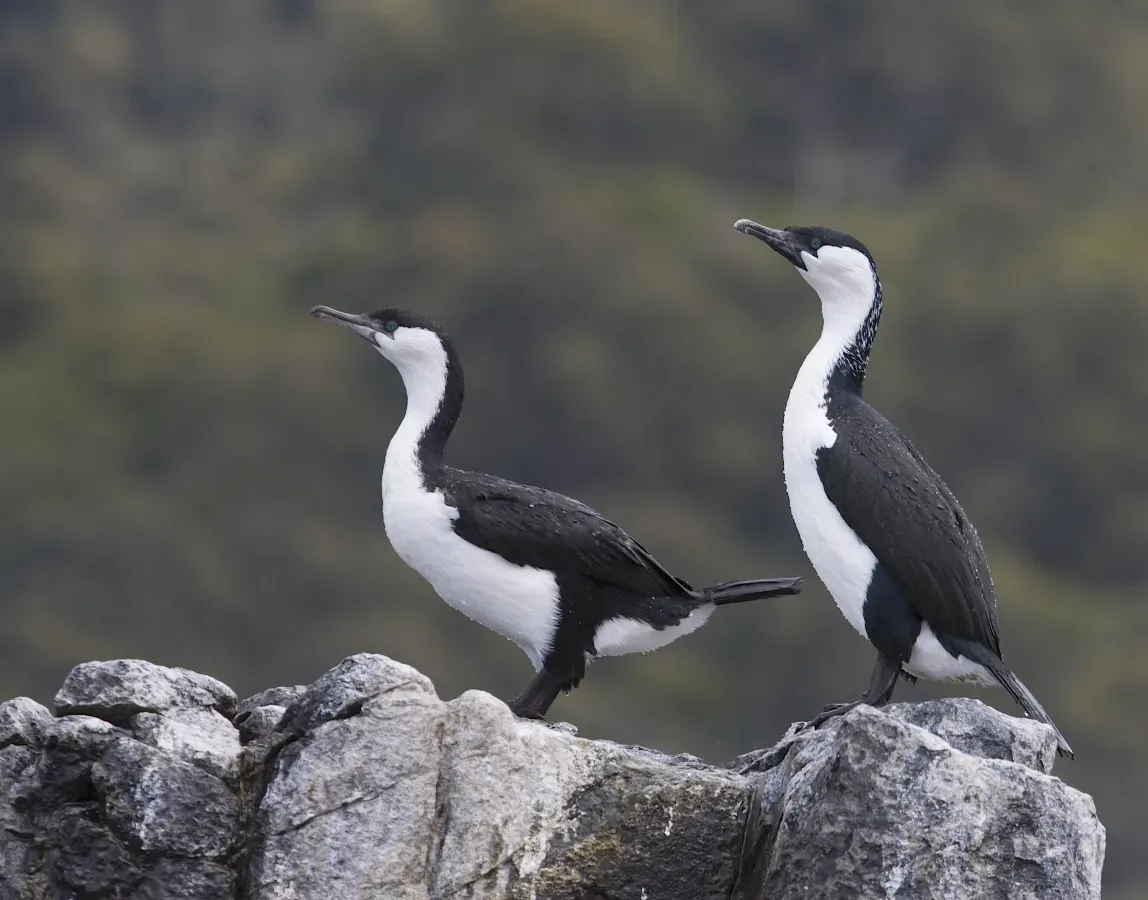 File:Black-faced Cormorant (Phalacrocorax fuscescens) - Flickr - Gregory "Slobirdr" Smith.jpg