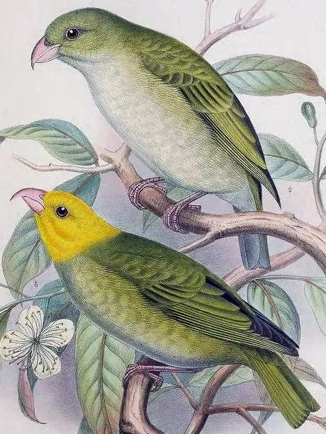File:Psittirostra psittacea AvesHawaiienses00Wils 0194 2.jpg