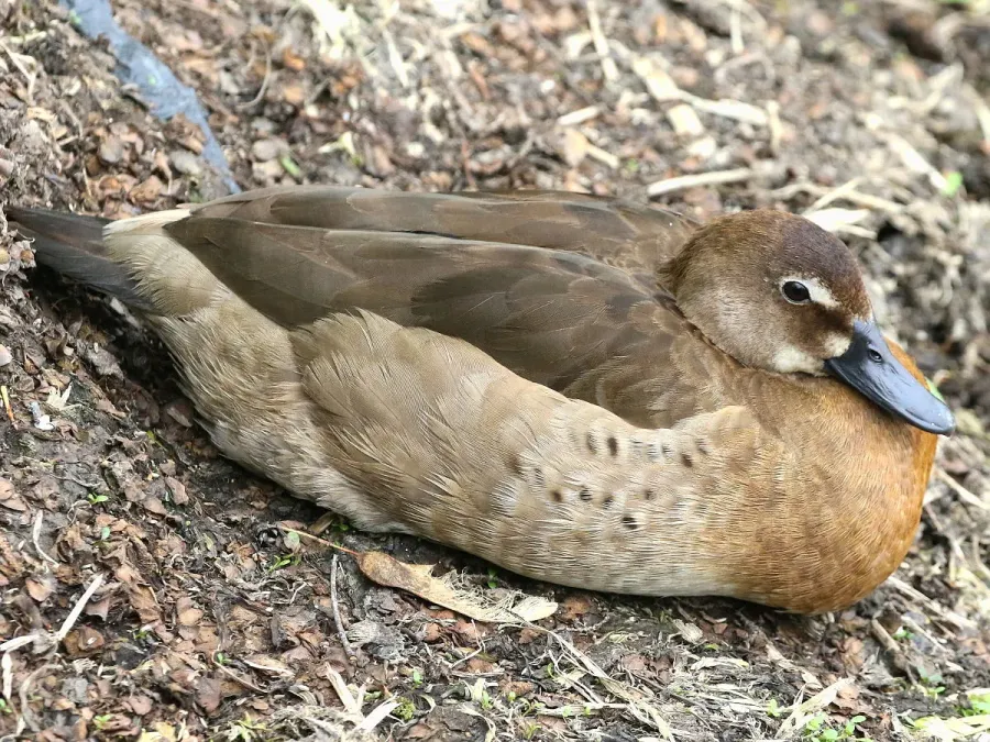 File:Amazonetta brasiliensis-female.jpg