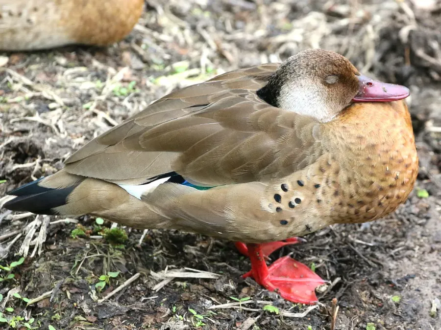 File:Amazonetta brasiliensis-male.jpg
