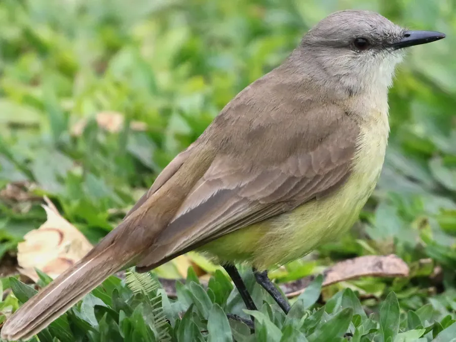File:Machetornis rixosa-standing.jpg