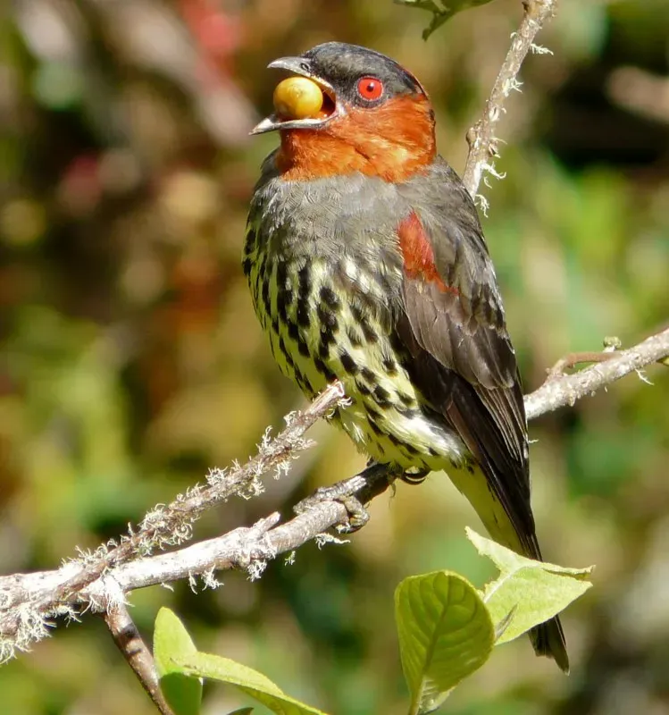 File:Ampelion rufaxilla - Chestnut-crested Cotinga (5741252596) (cropped).jpg