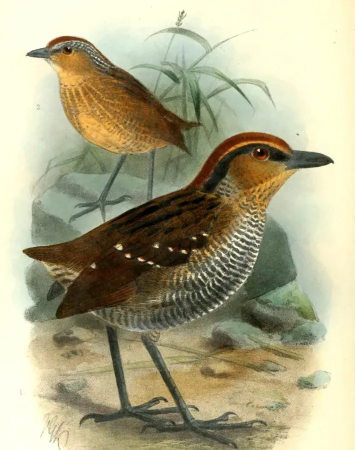 File:PittasomaRufopileatumKeulemans (cropped).jpg