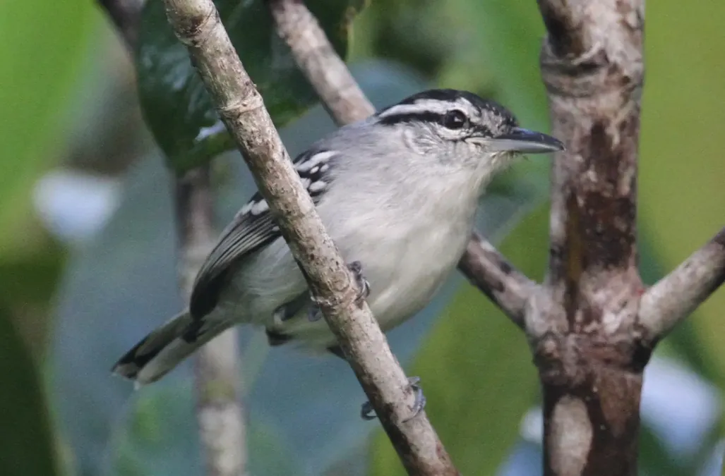 File:Herpsilochmus stotzi - Aripuana Antwren (male) (cropped).jpg