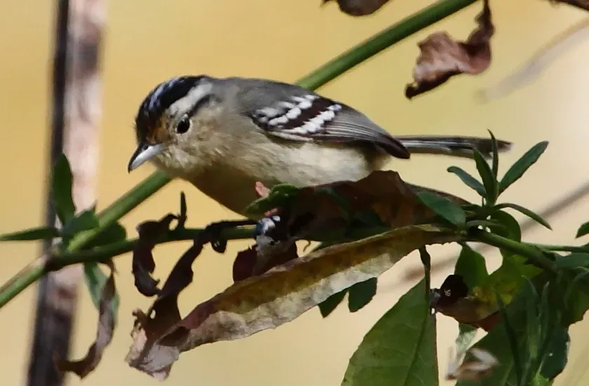 File:Herpsilochmus atricapillus-Black-capped Antwren (Female) (cropped).JPG