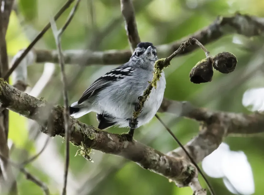 File:Herpsilochmus parkeri - Ash-throated-Antwren (cropped).jpg