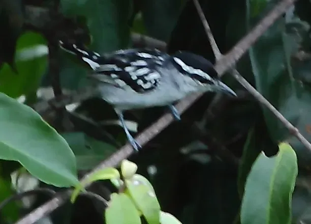 File:Herpsilochmus dorsimaculatus - Spot-backed antwren (male) (cropped).jpg