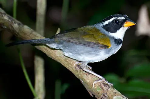 File:Arremon semitorquatus -Piraju, Sao Paulo, Brazil-8 (cropped).jpg