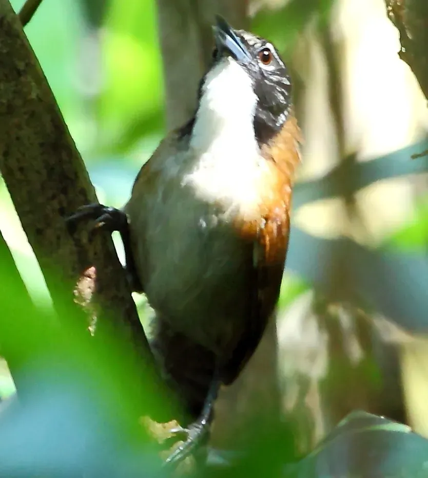 File:Pheugopedius coraya - Coraya wren (cropped).JPG