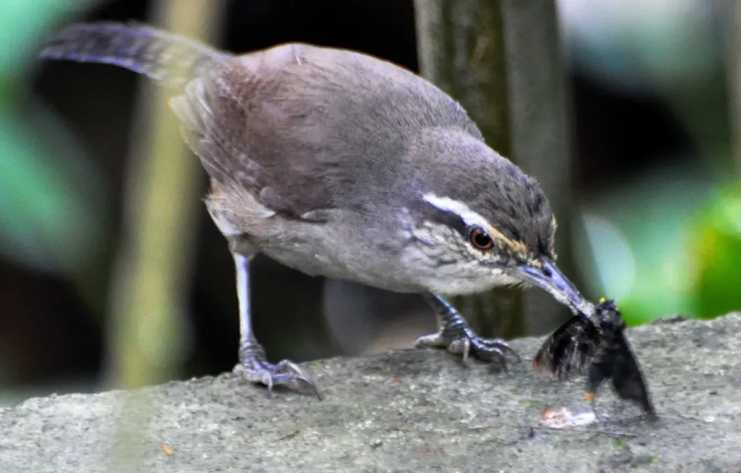 File:Canebrake Wren (Cantorchilus zeledoni) La Selva, Costa Rica (cropped).jpg