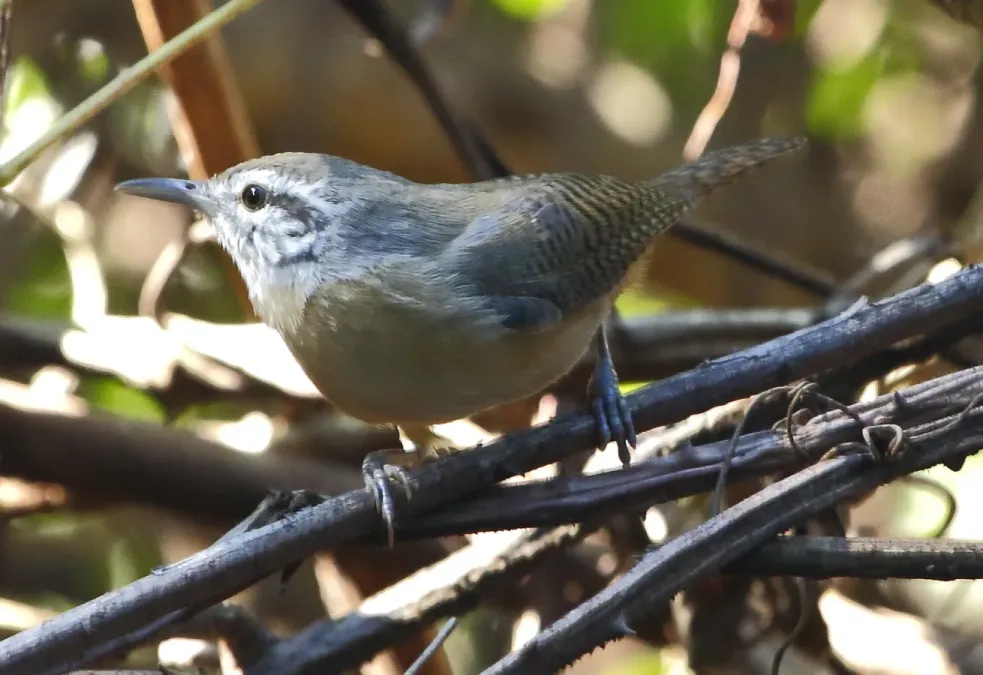 File:Cantorchilus guarayanus - Fawn-breasted wren (cropped).jpg
