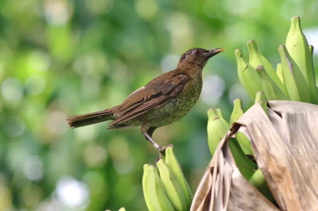 File:Turdus olivaceofuscus (photo) (cropped).jpg