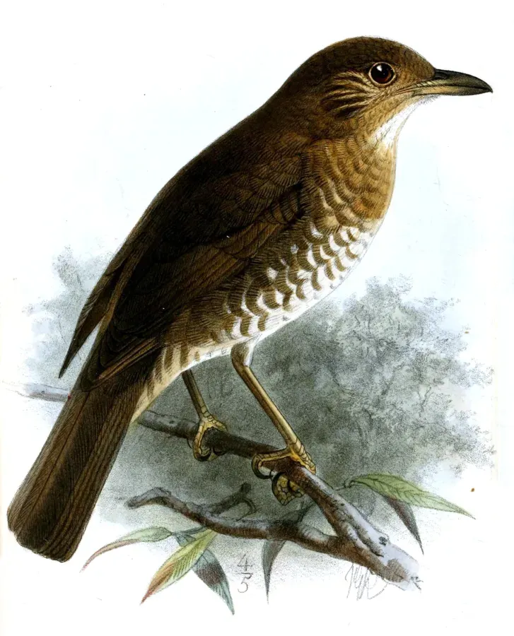 File:TurdusBewsheriKeulemans (cropped).jpg