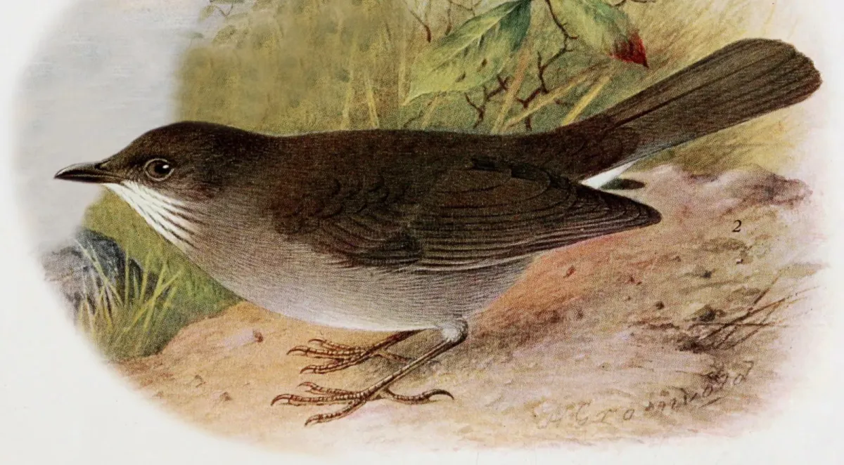 File:Turdus arthuri - The birds of British Guiana 1921 (cropped).jpg