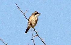 File:Herero Chat (Namibornis herero) (cropped).jpg