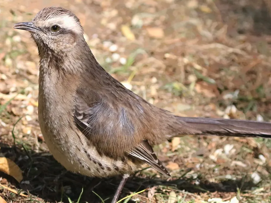 File:Mimus thenca-standing.jpg
