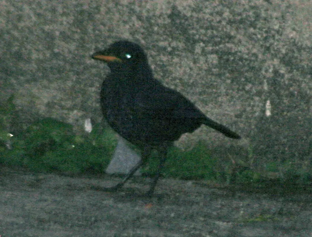 File:Myophonus robinsoni (cropped).JPG