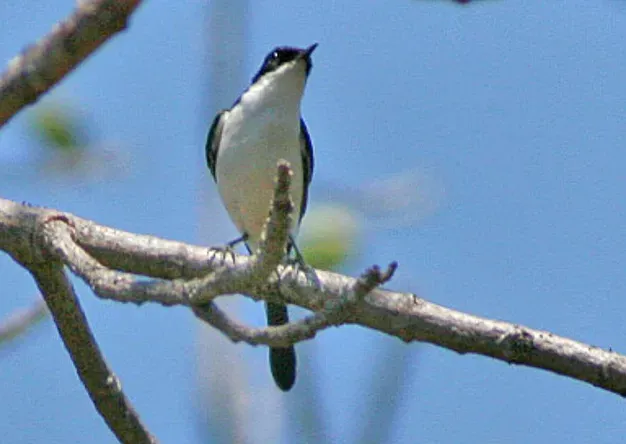 File:White-bellied Bush Chat (Saxicola gutturalis) (8074117562) (cropped).jpg