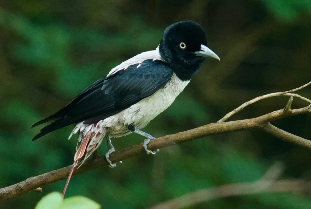 File:Oriolus mellianus 64974933 (cropped).jpg