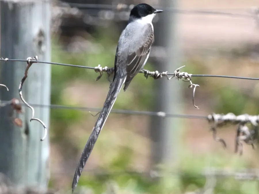 File:Tyrannus savana-perching.jpg