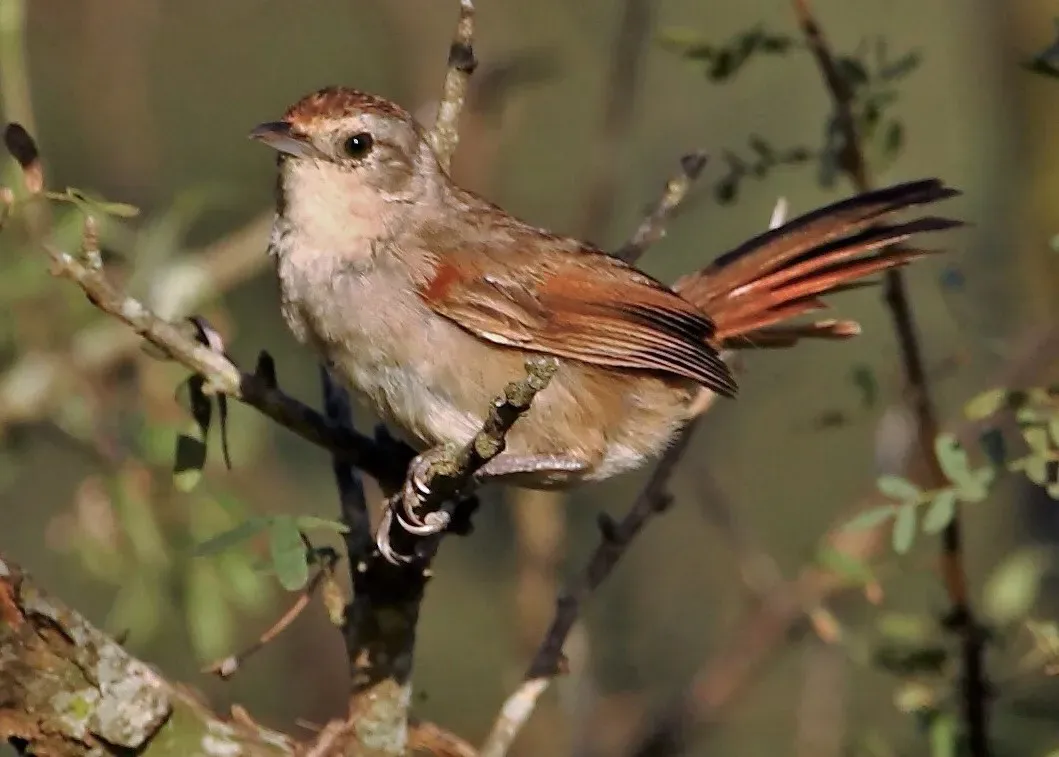 File:Phacellodomus sibilatrix - Little thornbird (cropped).JPG