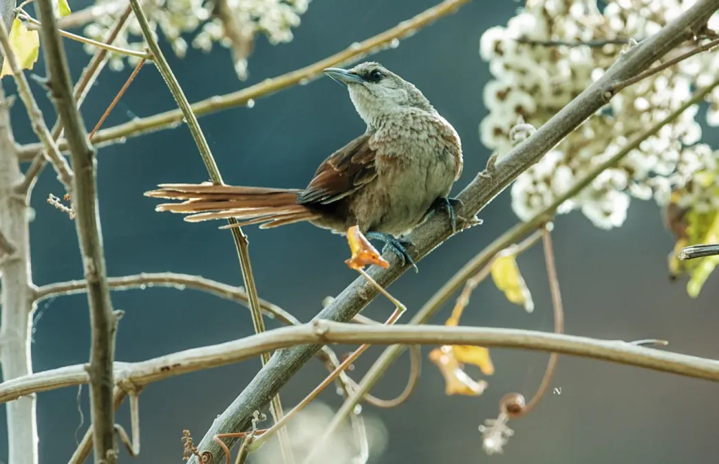 File:Phacellodomus dorsalis - Chestnut-backed Thornbird 1 (cropped).jpg