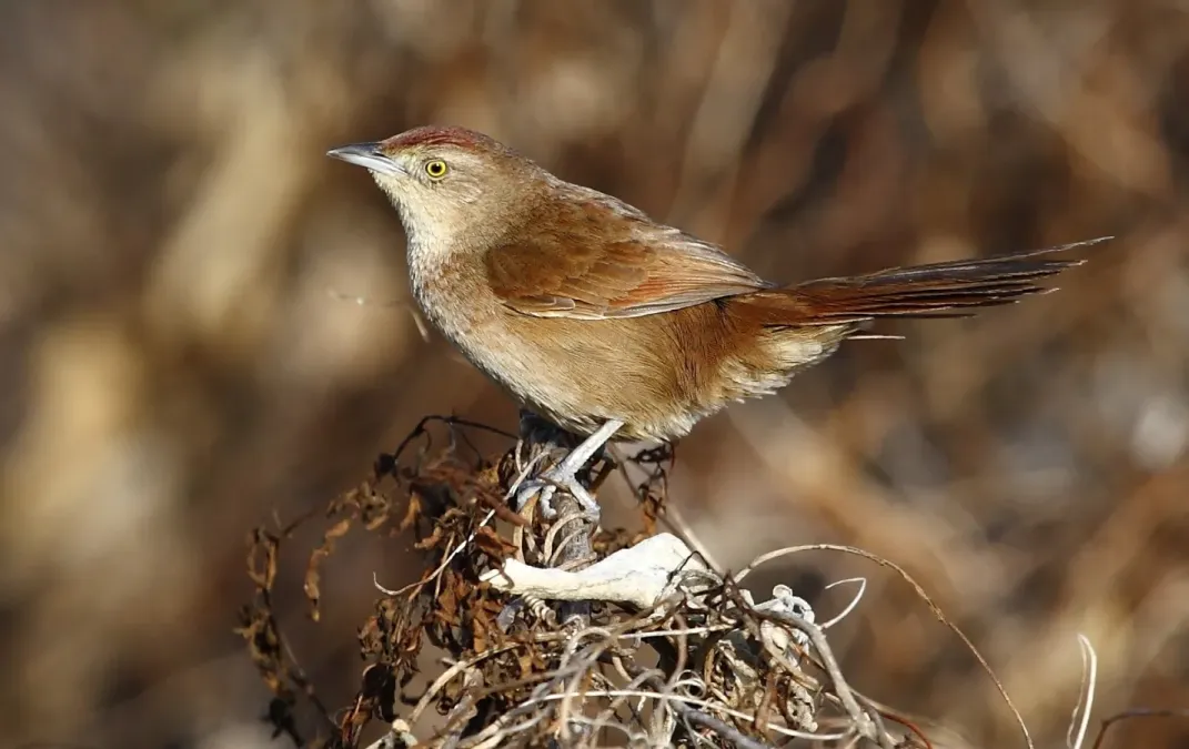 File:Phacellodomus striaticollis - Freckle-breasted thornbird; Playa Penino, Montevideo, Uruguay (cropped).jpg