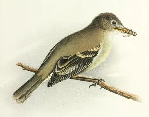 File:Nesotriccus ridgwayi - Cocos Flycatcher (cropped).jpg