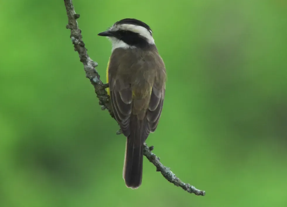 File:Phelpsia inornata White-bearded Flycatcher (6515680991) (cropped).jpg