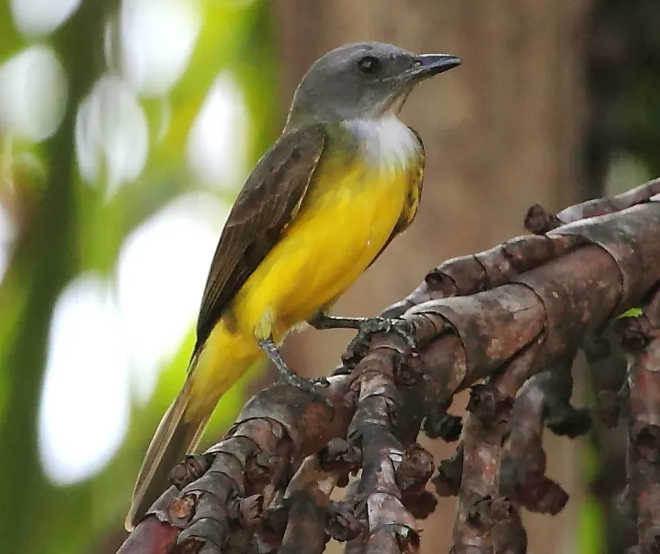 File:Tyrannopsis sulphurea - Sulphury Flycatcher (cropped).JPG