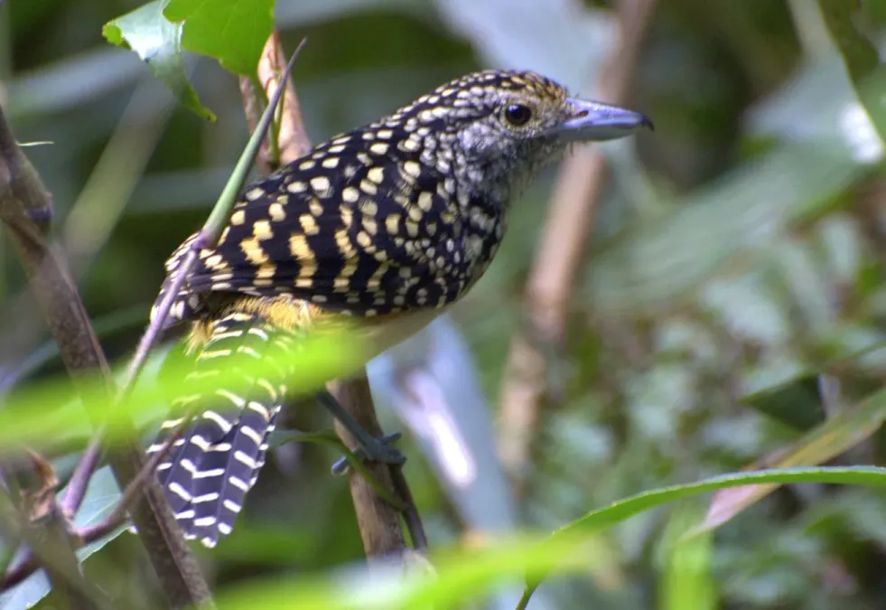 File:Hypoedaleus guttatus (cropped).jpg