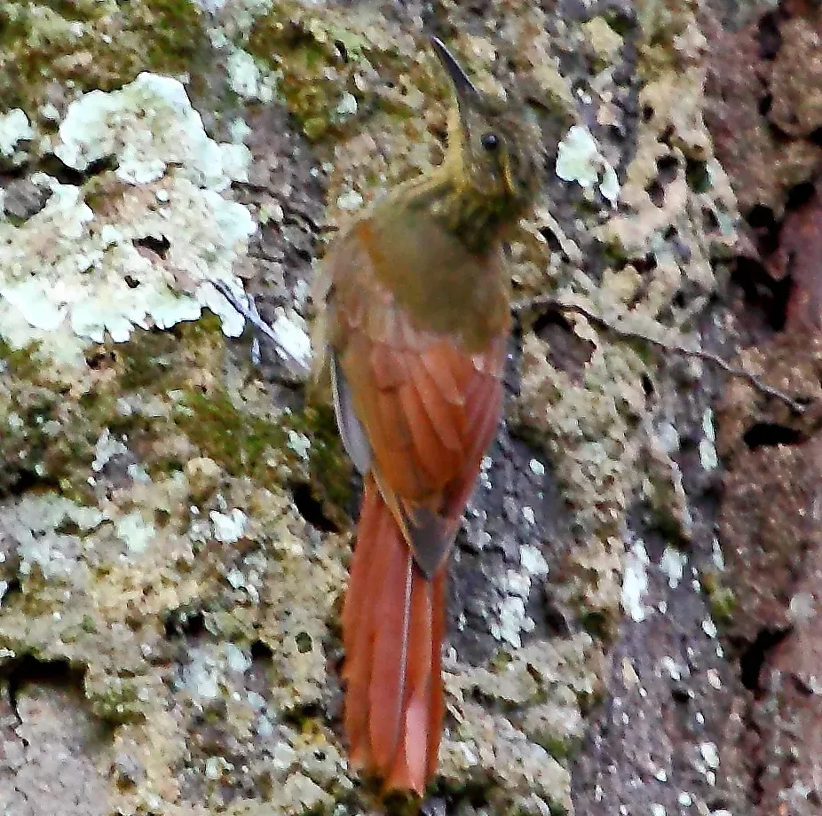 File:Deconychura longicauda - Long-tailed Woodcreeper (cropped).JPG