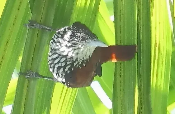 File:Berlepschia rikeri - Point-tailed Palmcreeper (cropped).JPG