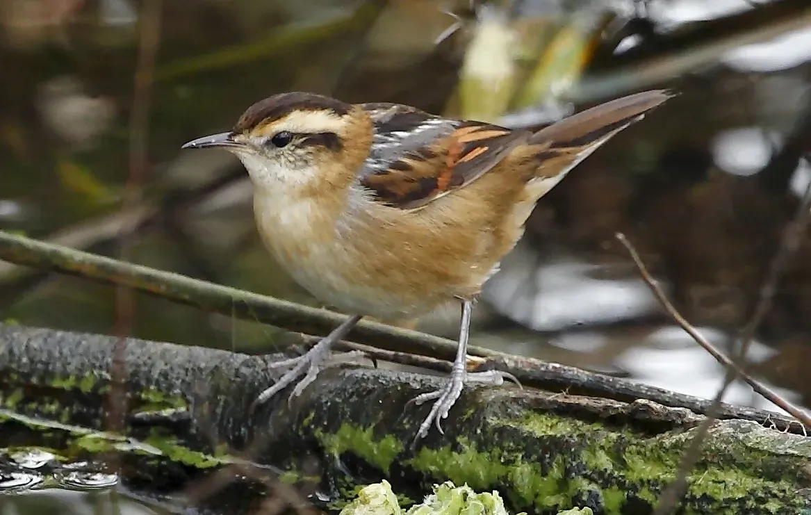 File:Phleocryptes melanops - Wren-like rushbird; Montevideo, Uruguay (cropped).jpg