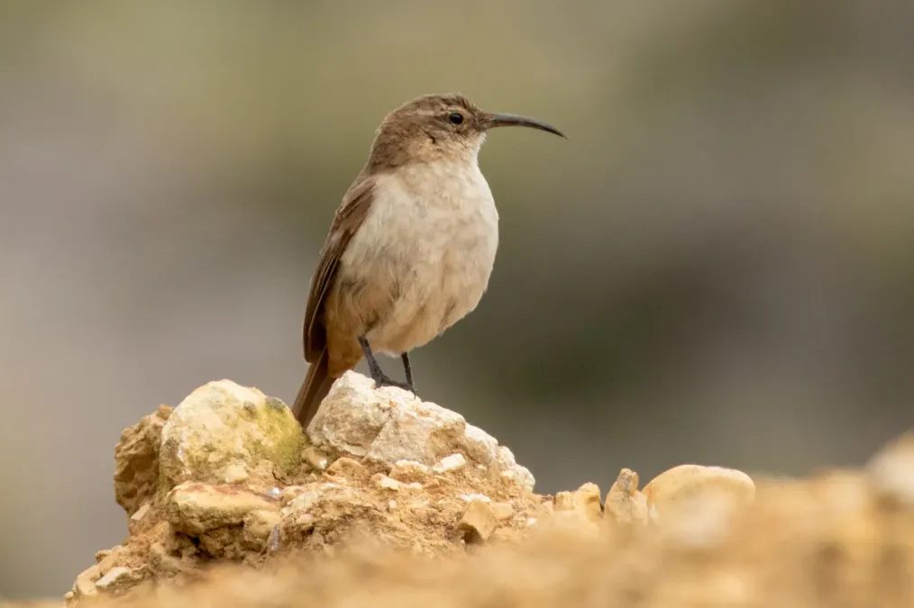 File:Upucerthia validirostris 65143036 (cropped).jpg