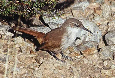 File:Upucerthia albigula -Peru-8 (cropped).jpg