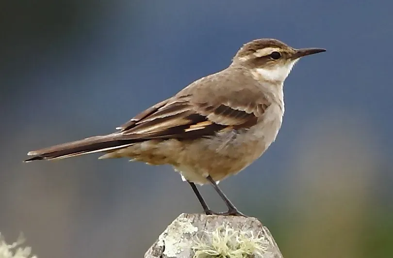 File:Cinclodes pabsti - Long-tailed cinclodes (cropped).JPG