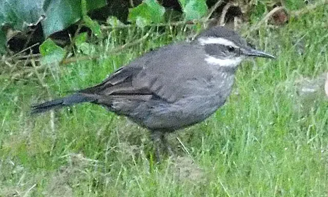 File:Cinclodes oustaleti (8563209383) (cropped).jpg