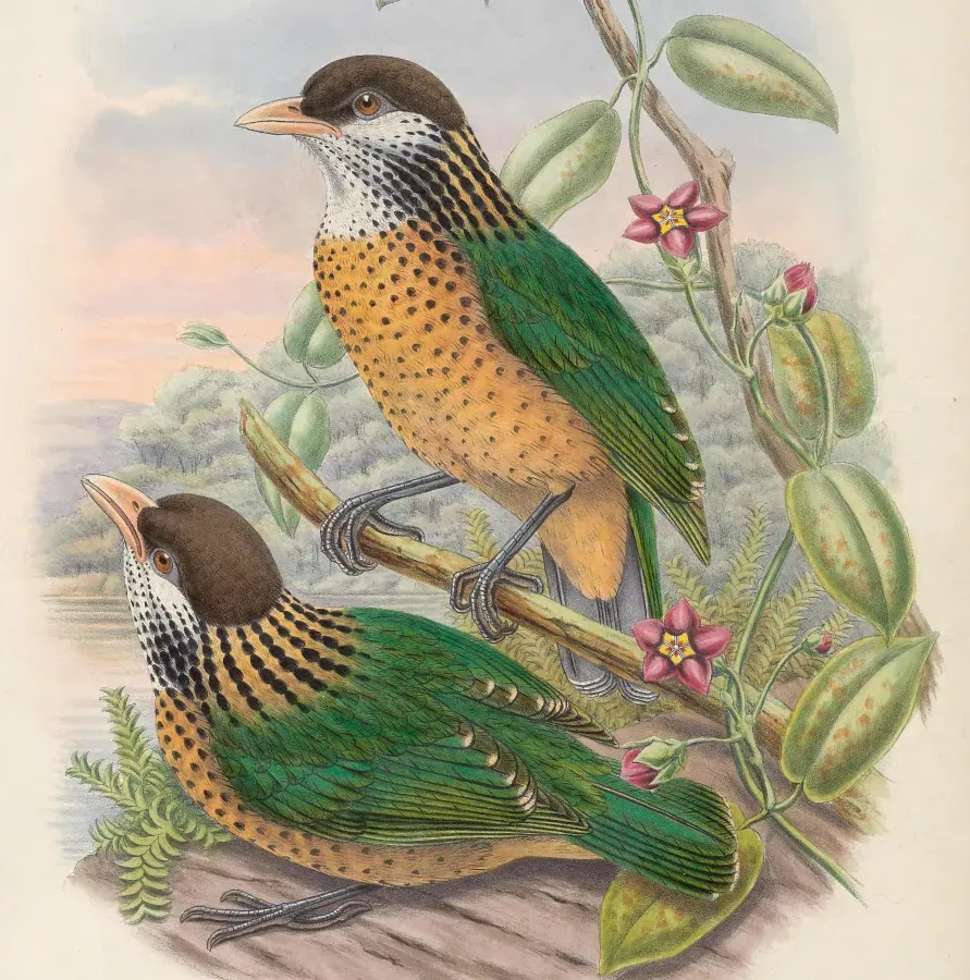 File:Ailuroedus stonii - Monograph of the Paradiseidae (cropped) (cropped).jpg