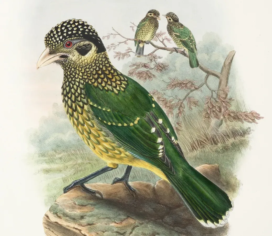 File:Ailuroedus arfakianus - The Birds of New Guinea (cropped).jpg