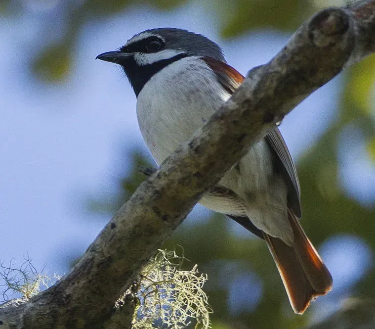 File:Red-tailed vanga (Calicalicus madagascariensis) (cropped).jpg