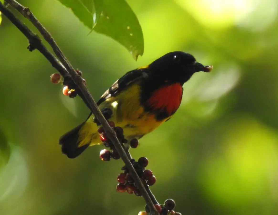 File:Scarlet-breasted flowerpecker (Prionochilus thoracicus) of Pelawan Forest, Namang Village, Bangka Island, Indonesia (cropped).jpg