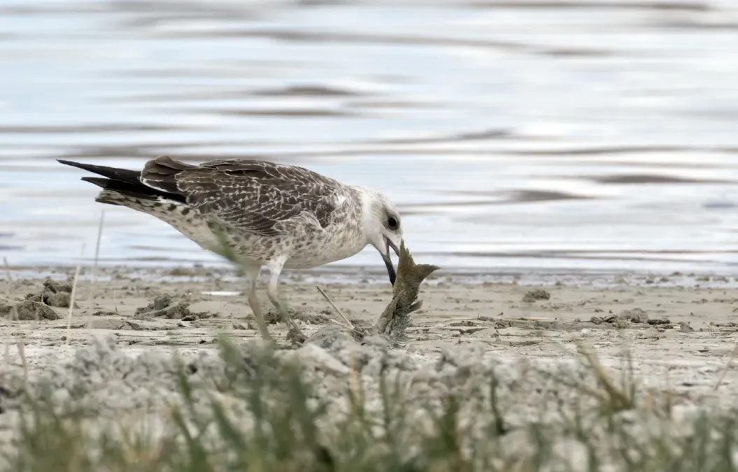 File:Larus armenicus - Vangölü Martısı 03.jpg