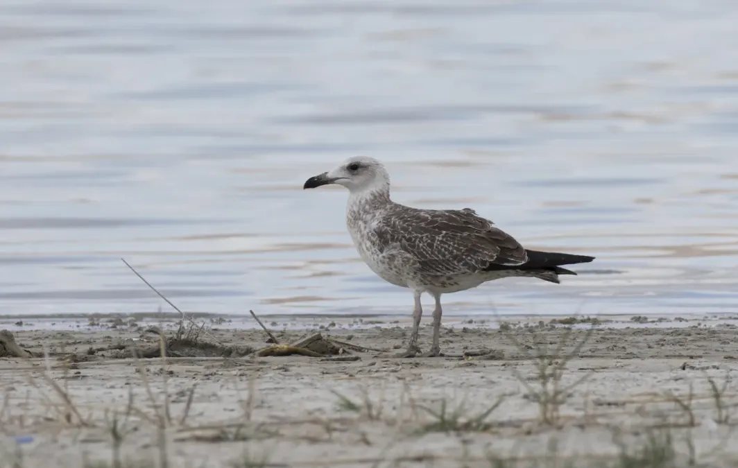 File:Larus armenicus - Vangölü Martısı 04.jpg