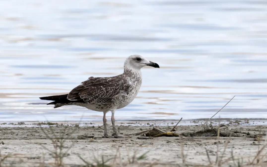 File:Larus armenicus - Vangölü Martısı 05.jpg
