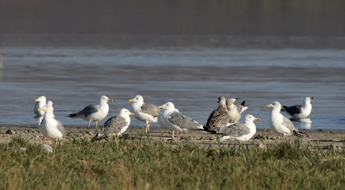 File:Larus armenicus - Vangölü Martısı 07.jpg