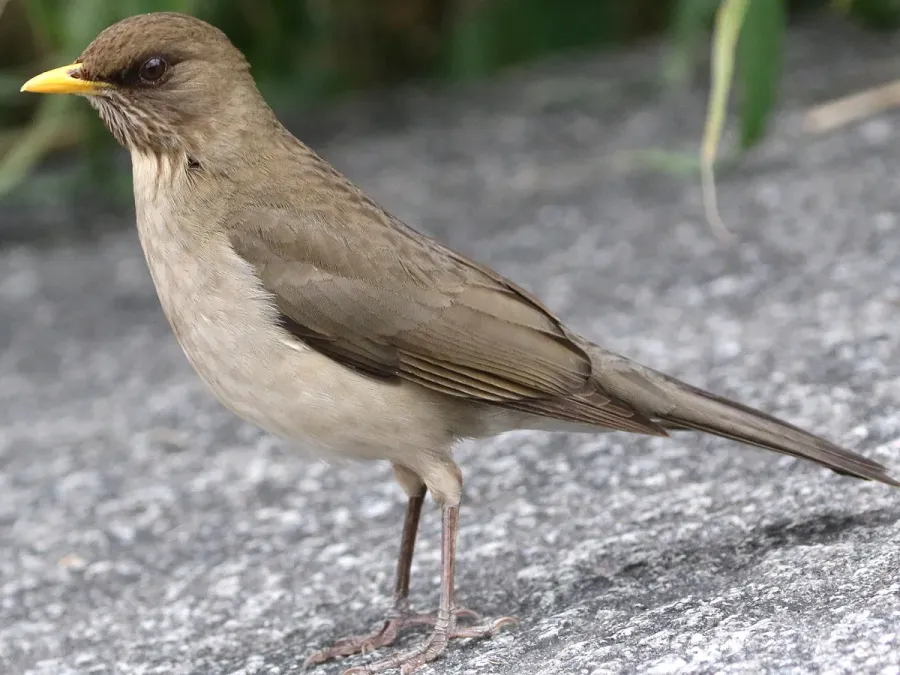 File:Turdus amaurochalinus-standing.jpg