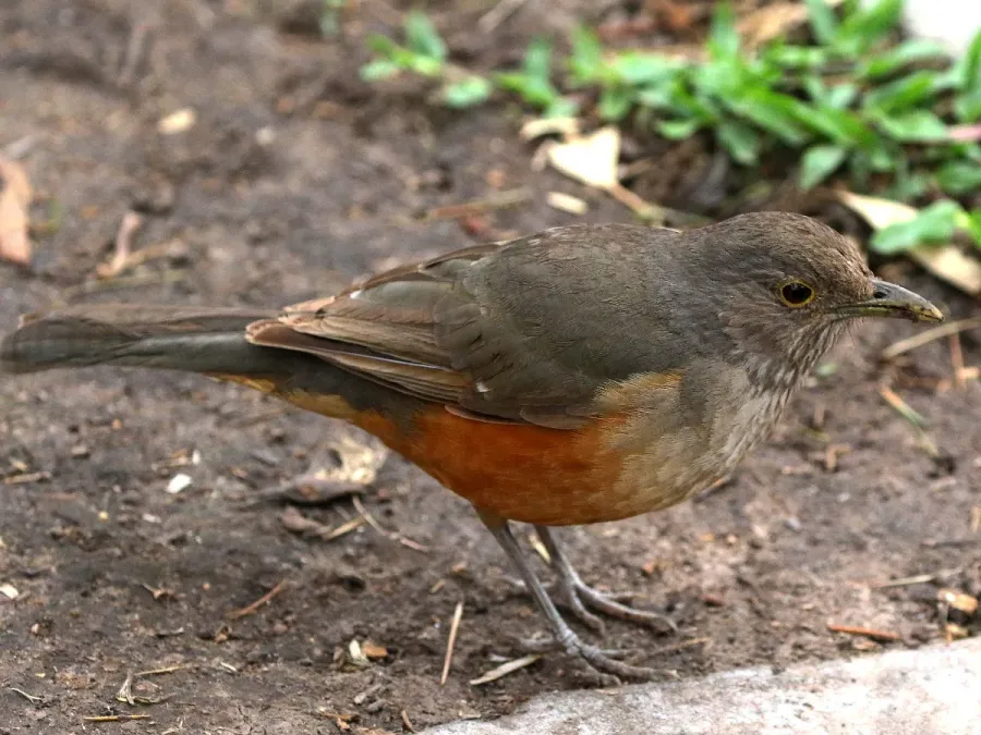 File:Turdus rufiventris-standing.jpg