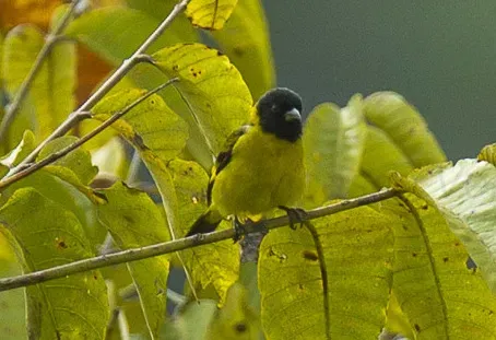 File:Spinus olivaceus (cropped).jpg