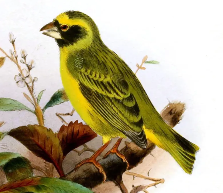 File:Black-faced Canary (Crithagra capistrata) by Henrik Grönvold (cropped).jpg